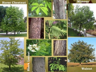 Horse Chestnut Mimosa
Walnut
BlackLocust
 