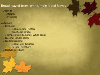 Broad leaved trees with simple lobed leaves
 Opposite
Marple,
 Sycamore
 Alternate
 (Smooth)
 (entire/serrate) Fig tree
 (fan shape) Gingko
 (smooth with diamonds) White poplar
 (peeling) London plante
 (Vertical cracking)
 (entire) Oak, Tulip tree
 (serrate) Hawthorn
 (Scaly) Sweet Gum
 