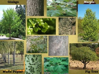 White Poplar
Ginkgo Marple
Fig Tree
 