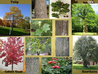 Sweet Gum
Tulip
Tree
Oak
Hawthorn
 