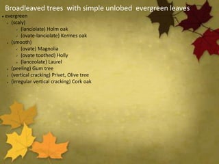 Broadleaved trees with simple unlobed evergreen leaves
 evergreen
 (scaly)
 (lanciolate) Holm oak
 (ovate-lanciolate) Kermes oak
 (smooth)
 (ovate) Magnolia
 (ovate toothed) Holly
 (lanceolate) Laurel
 (peeling) Gum tree
 (vertical cracking) Privet, Olive tree
 (irregular vertical cracking) Cork oak
 