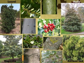 Magnolia
Laurel Holly
Kermes oak
 