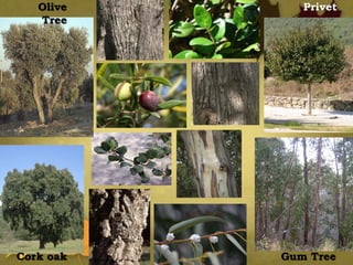 Cork oak
Olive
Tree
Privet
Gum Tree
 