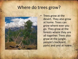 Where do trees grow?
• Trees grow at the
desert. They also grow
at home. Trees can
grow where ever you
go. They grow at the
forests where they are
all together. Trees also
grow at the jungle,
people's backyard,
parks and and at home.
 