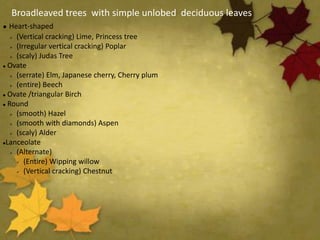 Broadleaved trees with simple unlobed deciduous leaves
 Heart-shaped
 (Vertical cracking) Lime, Princess tree
 (Irregular vertical cracking) Poplar
 (scaly) Judas Tree
 Ovate
 (serrate) Elm, Japanese cherry, Cherry plum
 (entire) Beech
 Ovate /triangular Birch
 Round
 (smooth) Hazel
 (smooth with diamonds) Aspen
 (scaly) Alder
Lanceolate
 (Alternate)
 (Entire) Wipping willow
 (Vertical cracking) Chestnut
 