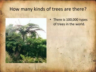 How many kinds of trees are there?
• There is 100,000 types
of trees in the world.
 