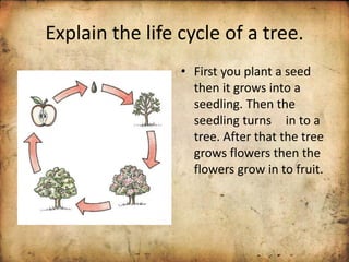Explain the life cycle of a tree.
• First you plant a seed
then it grows into a
seedling. Then the
seedling turns in to a
tree. After that the tree
grows flowers then the
flowers grow in to fruit.
 