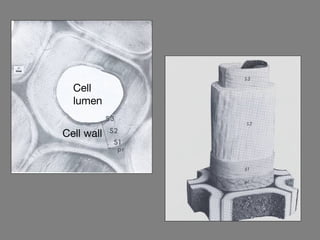Cell
  lumen


Cell wall
 
