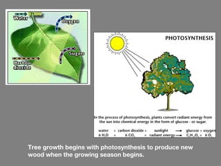 Tree growth begins with photosynthesis to produce new
wood when the growing season begins.
 