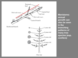 Meristems:
annual
growth can
also be seen
in the
branching
patterns of
many tree
species (esp.
conifers)
 
