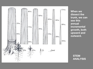 When we
dissect the
trunk, we can
see this
annual
incremental
growth, both
upward and
outward.




 STEM
 ANALYSIS
 