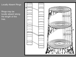 Locally Absent Rings


Rings may be
locally absent along
the length of the
tree.
 