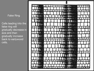 False Ring


Cells leading into the
false ring will
gradually decrease in
size and then
gradually increase
back to earlywood
cells.
 