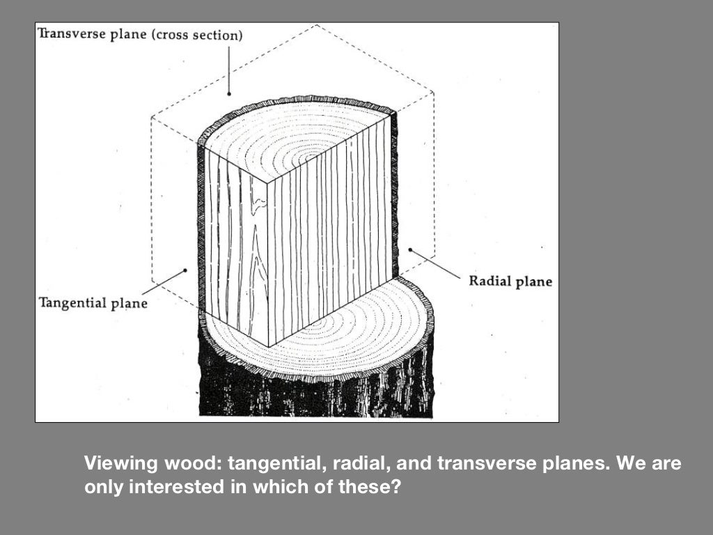 Wood anatomy
