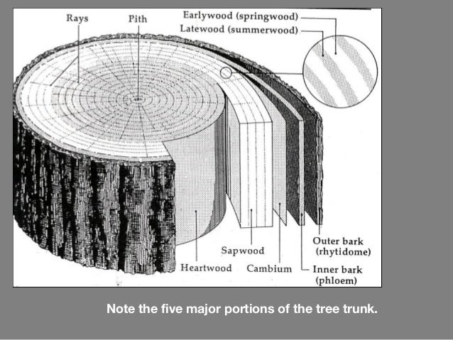 Wood anatomy