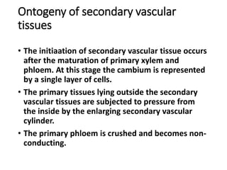 Ontogeny of secondary vascular
tissues
• The initiaation of secondary vascular tissue occurs
after the maturation of primary xylem and
phloem. At this stage the cambium is represented
by a single layer of cells.
• The primary tissues lying outside the secondary
vascular tissues are subjected to pressure from
the inside by the enlarging secondary vascular
cylinder.
• The primary phloem is crushed and becomes non-
conducting.
 