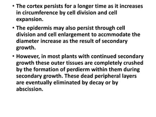• The cortex persists for a longer time as it increases
in circumference by cell division and cell
expansion.
• The epidermis may also persist through cell
division and cell enlargement to accmmodate the
diameter increase as the result of secondary
growth.
• However, in most plants with continued secondary
growth these outer tissues are completely crushed
by the formation of perdierm within them during
secondary growth. These dead peripheral layers
are eventually eliminated by decay or by
abscission.
 