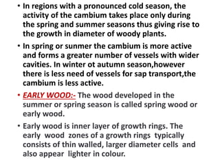 • In regions with a pronounced cold season, the
activity of the cambium takes place only during
the spring and summer seasons thus giving rise to
the growth in diameter of woody plants.
• In spring or sunmer the cambium is more active
and forms a greater number of vessels with wider
cavities. In winter ot autumn season,however
there is less need of vessels for sap transport,the
cambium is less active.
• EARLY WOOD:- The wood developed in the
summer or spring season is called spring wood or
early wood.
• Early wood is inner layer of growth rings. The
early wood zones of a growth rings typically
consists of thin walled, larger diameter cells and
also appear lighter in colour.
 