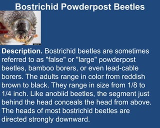 Bostrichid Powderpost Beetles
Description. Bostrichid beetles are sometimes
referred to as "false" or "large" powderpost
b...