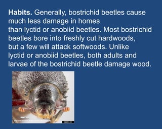 Habits. Generally, bostrichid beetles cause
much less damage in homes
than lyctid or anobiid beetles. Most bostrichid
beet...