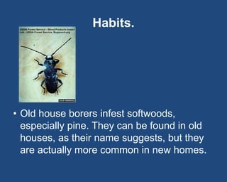 Habits.
• Old house borers infest softwoods,
especially pine. They can be found in old
houses, as their name suggests, but...