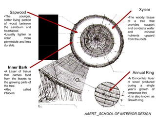 Xylem
Th d ti
Sapwood
•The younger •The woody tissue
of a tree that
provides support
and conducts water
d i l
•The younger,
softer living portion
of wood between
the cambium and
heartwood and mineral
nutrients upward
from the roots
heartwood.
•Usually lighter in
color, more
permeable and less
durabledurable.
Annual Ring
Inner Bark
•A Layer of tissue
that carries food
g
•A Concentric layer
of wood produced
during a single
year’s growth of
that carries food
from the leaves to
the growing parts of
the tree.
•Also called year s growth of
temperate tree
•It is also known as
Growth ring.
•Also called
Phloem
AAERT _SCHOOL OF INTERIOR DESIGN
 