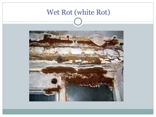 Wet Rot Defect In Timber Wood Defects in timber and how these defects affect the quality of wood ...