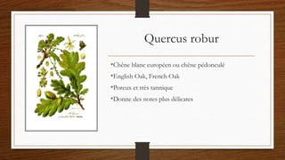 Quercus robur
•Chêne blanc européen ou chêne pédonculé
•English Oak, French Oak
•Poreux et très tannique
•Donne des notes plus délicates
 