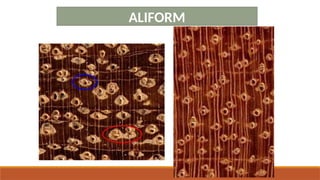 Anatomical properties of wood of value in identification-Parenchyma | PPTX
