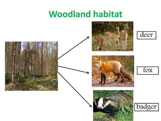 badger
fox
deer
Woodland habitat
 
