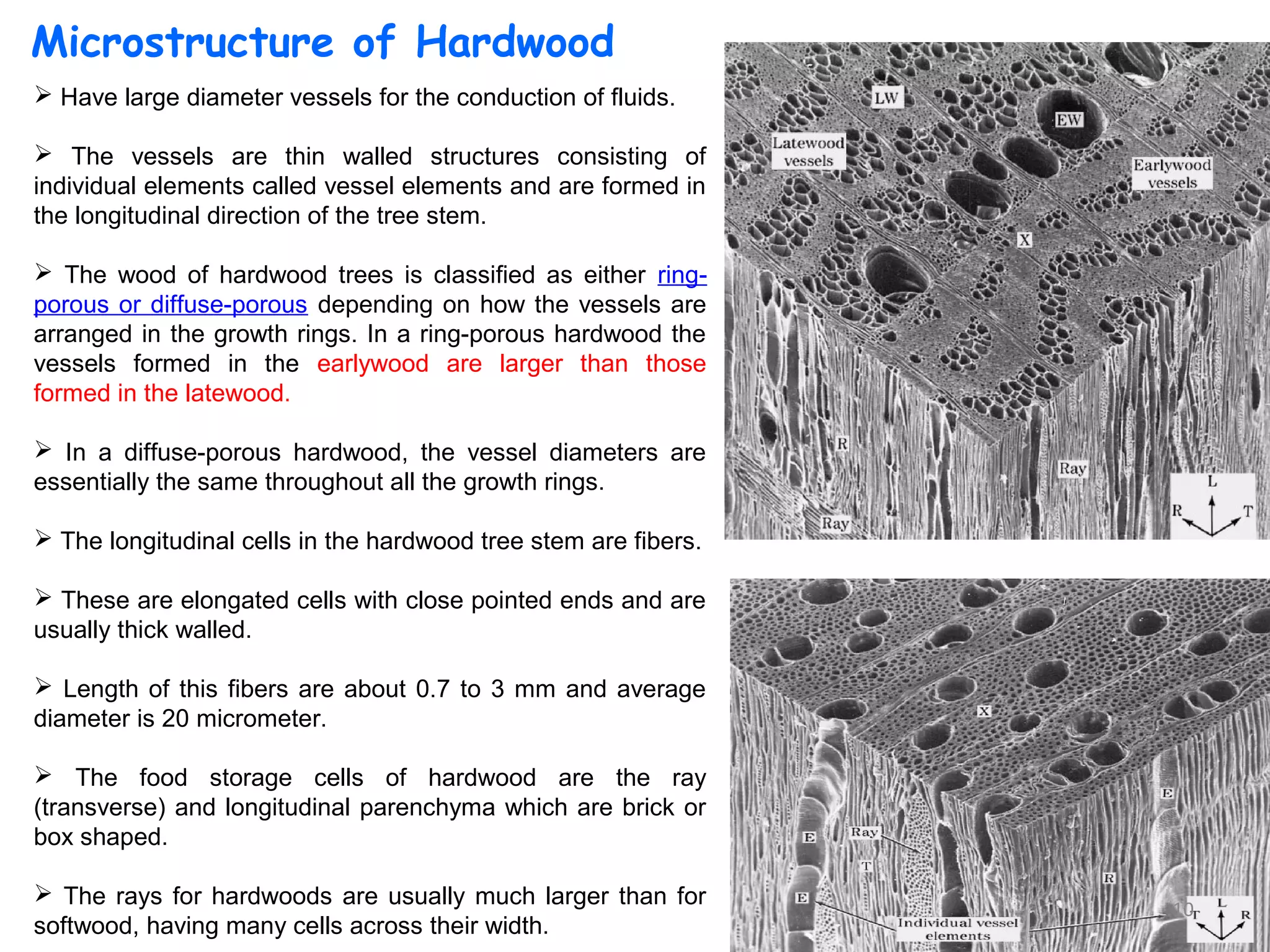 Wood (Microstructure) | PPT