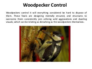 Woodpecker Control
Woodpeckers control it will everything considered be hard to dispose of
them. These fowls are designing mentally ensured, and structures to
overcome them consistently join utilizing wild aggravations and dazzling
visuals, which can be relating as disturbing as the woodpeckers themselves.
 