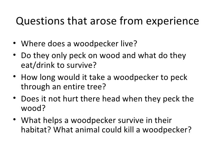 woodpeckers woodpeckers