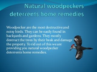 Woodpecker are the most destructive and
noisy birds. They can be easily found in
backyards and gardens. They mostly
destruct the trees by their beak and damage
the property. To rid out of this we are
providing you natural woodpecker
deterrents home remedies.
 