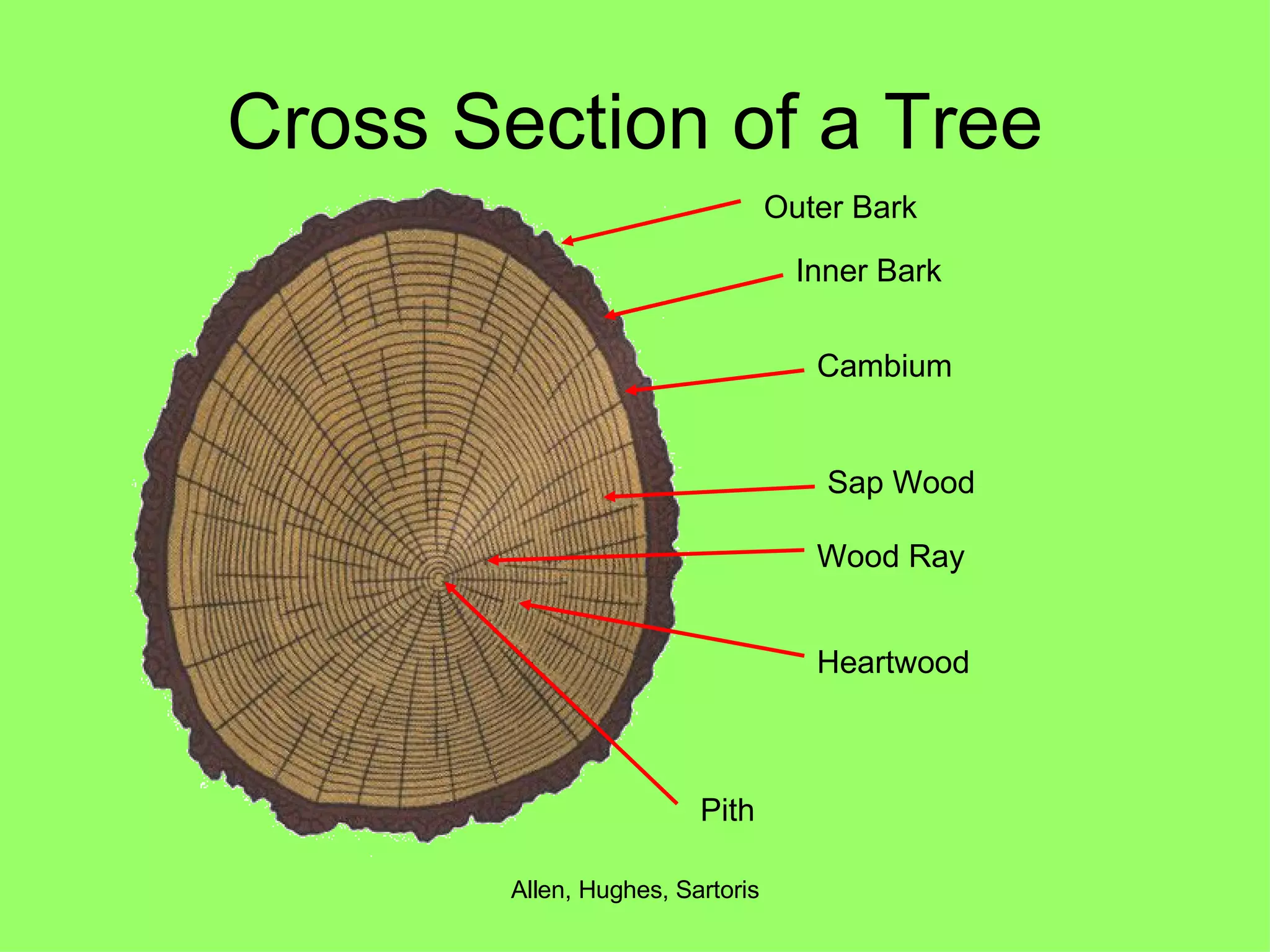 Cross Section of a Tree Outer Bark Inner Bark Cambium Sap Wood Wood Ray Heartwood Pith 