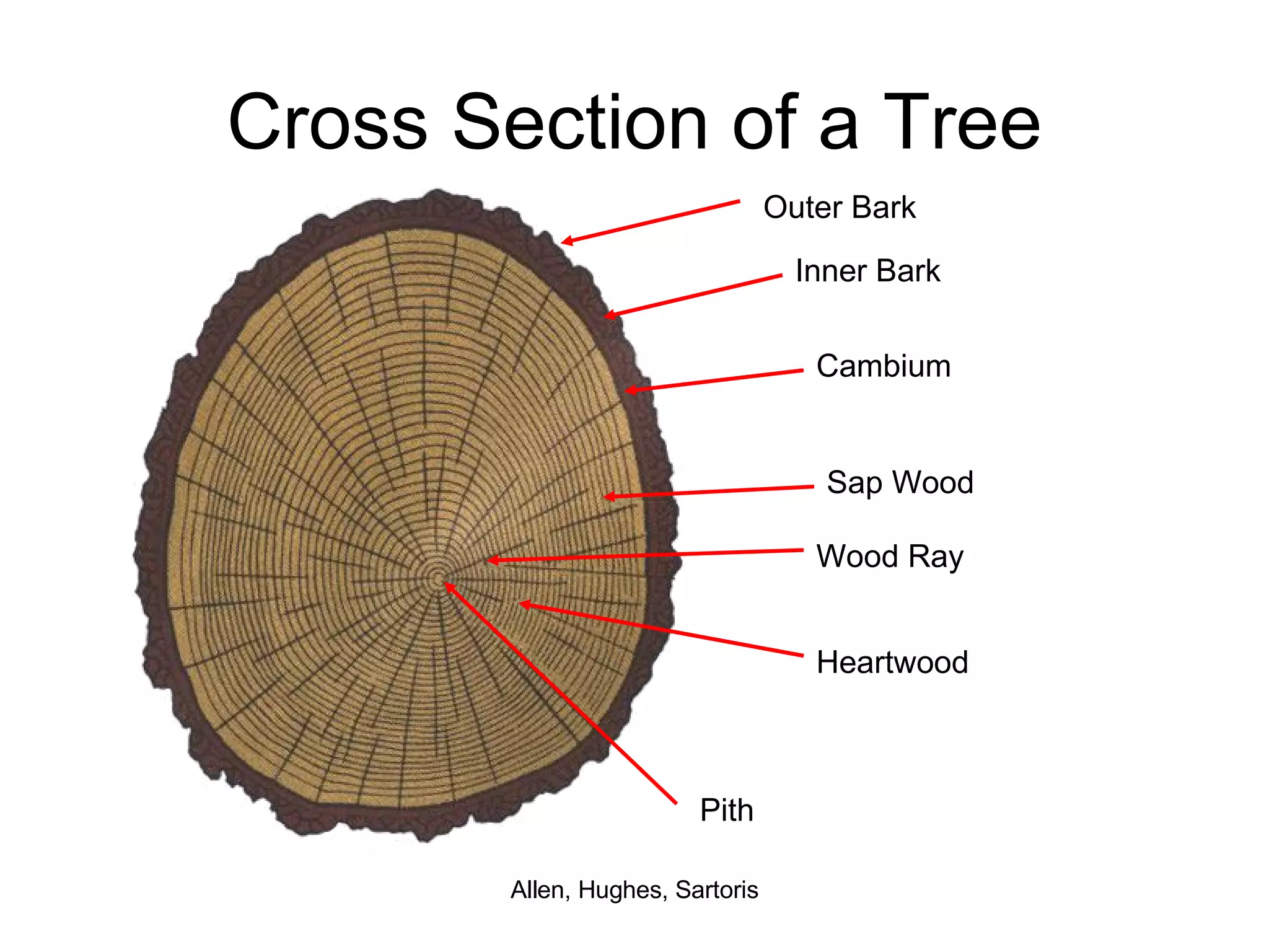 Cross Section of a Tree Outer Bark Inner Bark Cambium Sap Wood Wood Ray Heartwood Pith 