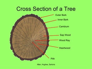Cross Section of a Tree Outer Bark Inner Bark Cambium Sap Wood Wood Ray Heartwood Pith 
