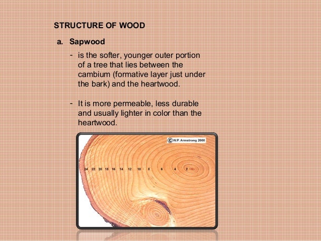 difference between softwood and hardwood cell structure
