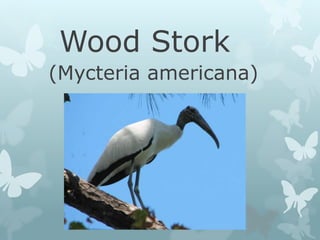 Wood Stork 
(Mycteria americana) 
 