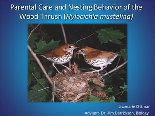Parental Care and Nesting Behavior of the Wood Thrush ( Hylocichla mustelina) Lisamarie Dittmar Advisor:  Dr. Kim Derrickson, Biology  