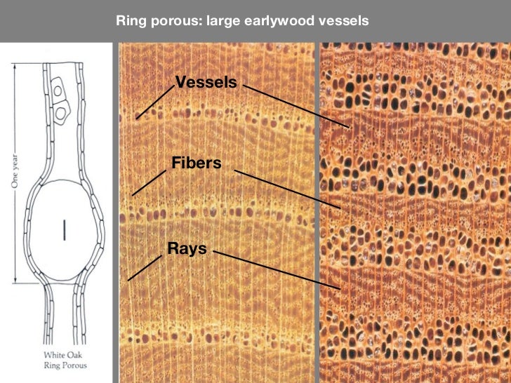 Oak Tree Ring Porous Oak Tree Ring Porous