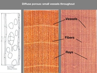 Diffuse porous: small vessels throughout
Vessels
Fibers
Rays