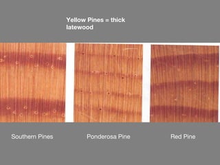 Yellow Pines = thick
latewood
Southern Pines Ponderosa Pine Red Pine