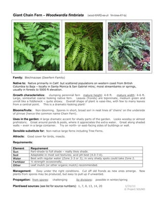 Giant Chain Fern – Woodwardia fimbriata

(wood-WARD-ee-uh fim-bree-AY-ta)

Family: Blechnaceae (Deerfern Family)
Native to: Native primarily in Calif. but scattered populations on western coast from British
Columbia to Baja – locally in Santa Monica & San Gabriel mtns; moist streambanks or springs,
usually in forests to 5000 ft elevation.
clumping perennial fern mature height: 4-8 ft.
mature width: 4-6 ft.
Large, somewhat coarse looking native fern.
Leaves (fronds) are bipinnnate, medium green and
unroll like a fiddleneck – quite showy. Overall shape of plant is vase-like, with few to many leaves
from a central point. This is a dramatic-looking plant!

Growth characteristics:

Non-blooming. Spores in short, broad sori in neat lines of ‘chains’ on the underside
of pinnae (hence the common name Chain Fern).

Blooms/fruits:

Uses in the garden: A large dramatic accent for shady parts of the garden. Looks woodsy or almost
prehistoric. Great around ponds & pools, where it appreciates the extra water. Great along shaded
walls – even in a large container. Try on north- or east-facing sides of buildings or wall.

Sensible substitute for: Non-native large ferns including Tree Ferns.
Attracts: Good cover for birds, insects.
Requirements:
Element
Sun
Soil
Water
Fertilizer
Other

Requirement

Part-shade to full shade – really likes shade.
Adaptable in most soil textures; acid pH best (4.0-7.0).
Best with regular water (Zone 2-3 or 3); in very shady spots could take Zone 2.
½ strength occasionally.
Leaf mulch (or other organic mulch) recommended.

Easy under the right conditions. Cut off old fronds as new ones emerge.
plants from spores may be produced, but easy to pull up if unwanted.

Management:

Propagation: from spores:

challenging

by divisions:

New

possible in winter/spring

Plant/seed sources (see list for source numbers): 1, 7, 8, 13, 14, 20

1/31/11
© Project SOUND

 