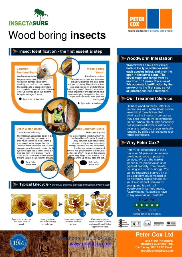 Peter Cox Woodworm Treatment