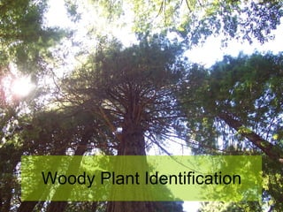 Woody Plant Identification 