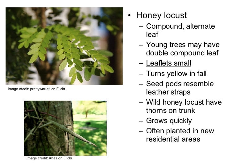 Woody Plant Identification