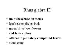 Rhus glabra ID no pubescence on stems   leaf scar encircles buds  greenish yellow flowers  red fruit spikes   alternate pinnately compound leaves   stout stems  
