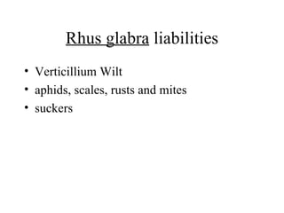 Rhus glabra  liabilities Verticillium Wilt  aphids, scales, rusts and mites  suckers 