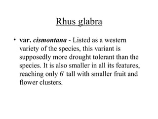 Rhus glabra var.  cismontana  - Listed as a western variety of the species, this variant is supposedly more drought tolerant than the species. It is also smaller in all its features, reaching only 6' tall with smaller fruit and flower clusters. 